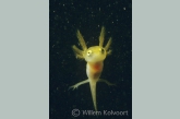 Smooth newt ( Triturus vulgaris ) larva