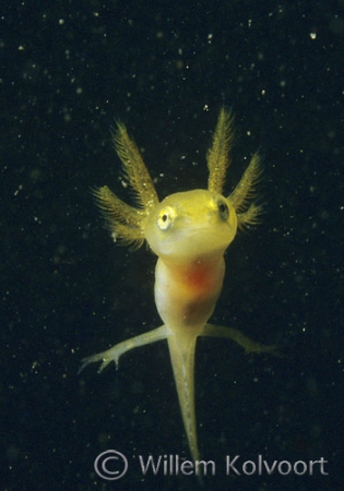 Kleine watersalamander ( Triturus vulgaris ) larve