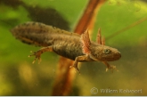 Smooth newts ( Triturus vulgaris ) larva