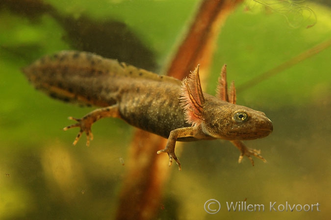 Smooth newts ( Triturus vulgaris ) larva