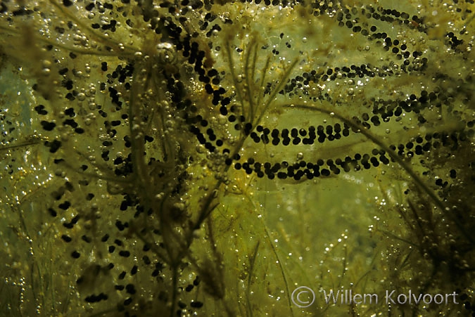 Eggs of the common toad