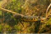 Kamsalamander (Triturus cristatus).