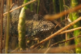 Kamsalamander (Triturus cristatus).