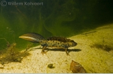 Kamsalamander ( Triturus cristatus ).