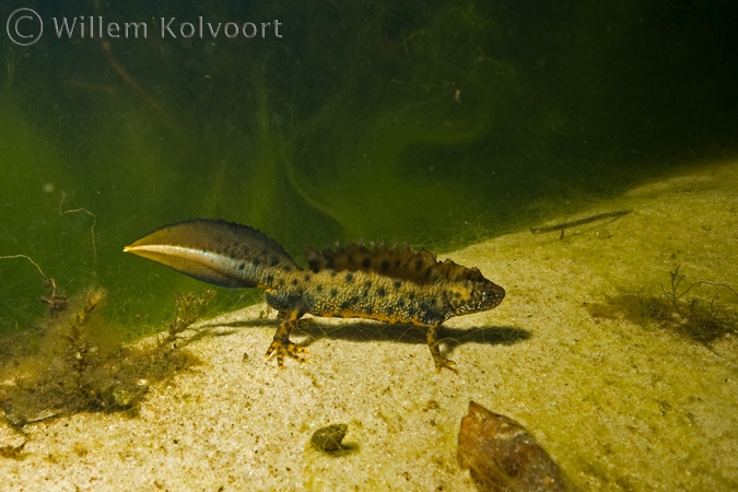 Kamsalamander ( Triturus cristatus ).