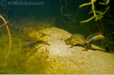 Great crested newt ( Triturus cristatus ) male and female