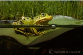 Groene kikker (Rana esculenta) op een lelieblad.