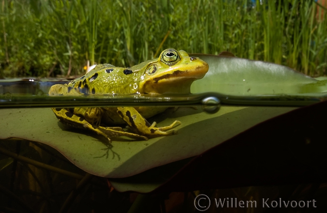 Groene kikker (Rana esculenta) op een lelieblad.