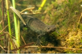 Kamsalamander (Triturus cristatus).