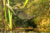 Kamsalamander (Triturus cristatus).