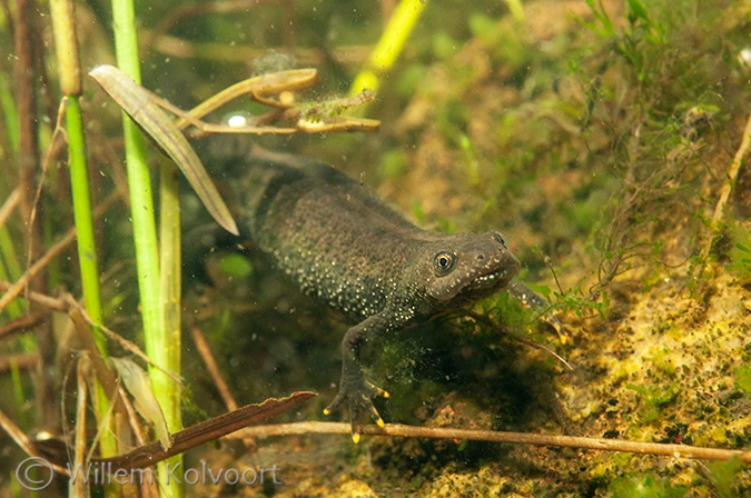 Kamsalamander (Triturus cristatus).