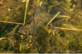 Kamsalamander (Triturus cristatus).