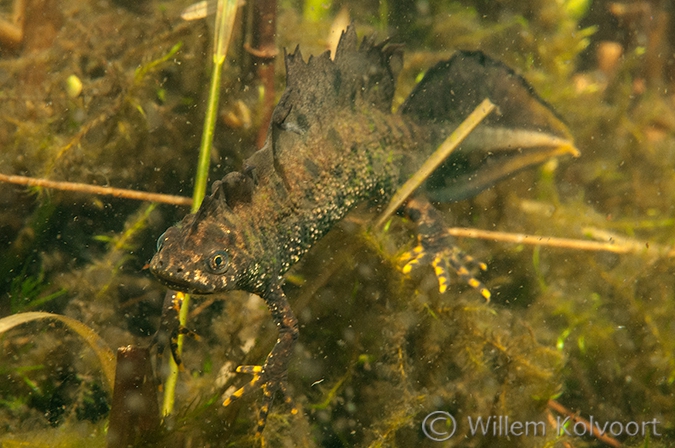 Kamsalamander (Triturus cristatus).