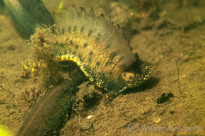 Kamsalamander (Triturus cristatus)