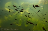 Larvae from the common frog ( Rana temporaria )