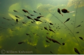 Larvae from the common frog ( Rana temporaria )