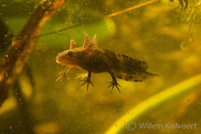 Kamsalamander (Triturus cristatus).