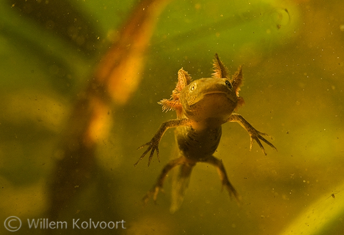 Kamsalamander (Triturus cristatus)