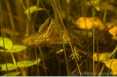 Kamsalamander (Triturus cristatus).