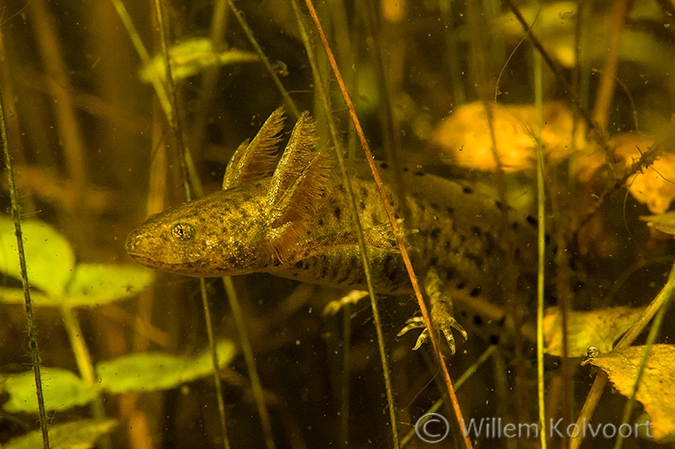 Kamsalamander (Triturus cristatus).