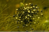 Eggs from the edible frog ( Rana esculenta )