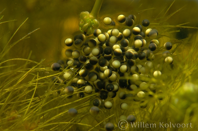 Eggs from the edible frog ( Rana esculenta )