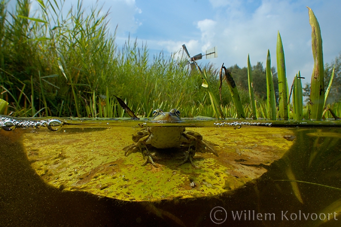 Common frog on the leaf of the yellow water-lily ( Rana temporaria )