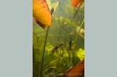 Kleine watersalamander ( Triturus vulgaris ). 