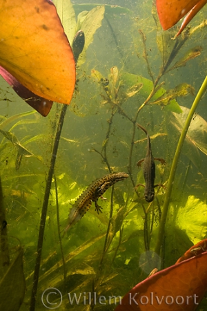 Smooth newts ( Triturus vulgaris ) mating time