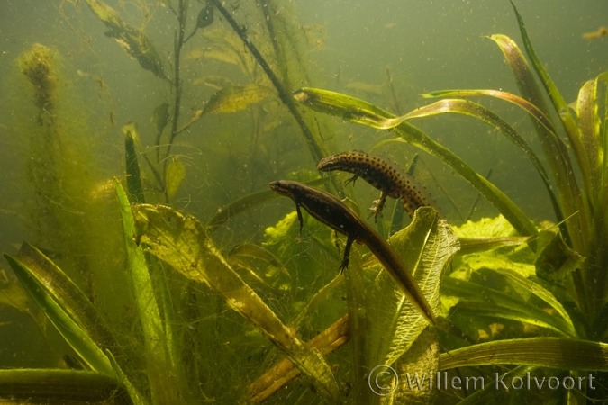 Smooth newts ( Triturus vulgaris ) mating time