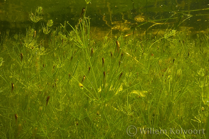 Larven van de groene kikker ( Rana esculenta ).