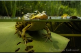 Groene kikker ( Rana esculenta ) op het lelieblad.