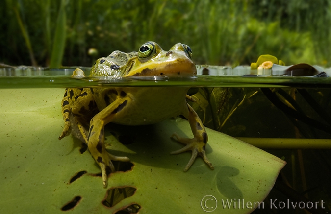 Groene kikker ( Rana esculenta ) op het lelieblad.