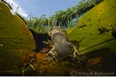 Green frog  ( Rana esculenta ) amidst the leaves of the white water-lily