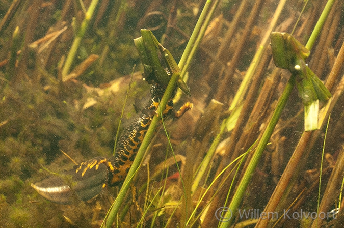 Kamsalamander (Triturus cristatus)