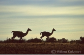 Guanaco ( Lama guanicoe ) at dawn