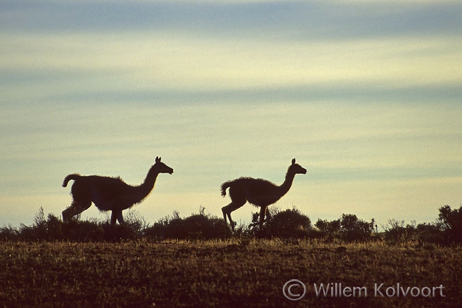 Guanaco's ( Lama guanicoe ) in het ochtendlicht