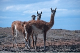 Guanaco's ( Lama guanicoe )