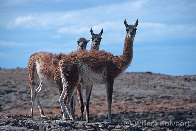 Guanaco's ( Lama guanicoe )