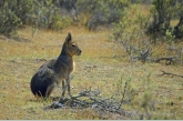 Mara ( Dolychotis patagonum )