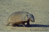 Hairy Armadillo ( Chaetophractus villosus )