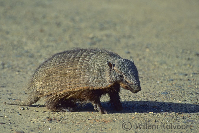 Hairy Armadillo ( Chaetophractus villosus )