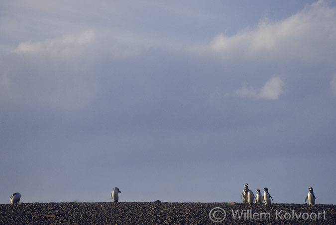 Magellanic Penguin ( Spheniscus magellanicus ) coming from sea