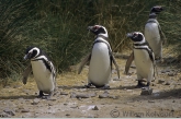 Magelhaen pinguins ( Spheniscua magellanicus ) 