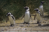 Magellanic Penguin ( Spheniscus magellanicus )