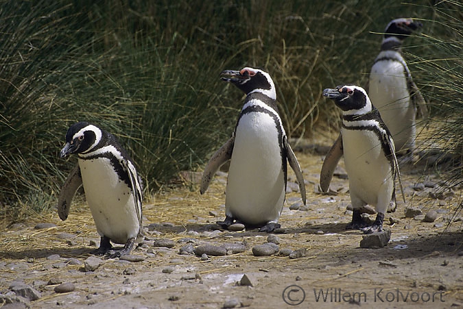 Magelhaen pinguins ( Spheniscua magellanicus ) 