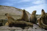 South American Sea Lion ( Otaria flavescens )