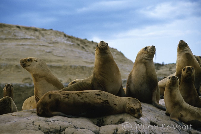 Patagonische manenrobben ( Otaria flavescens )