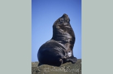 Patagonische manenrob ( Otaria flavescens ) mannetje