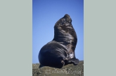 South American Sea Lion ( Otaria flavescens ) male